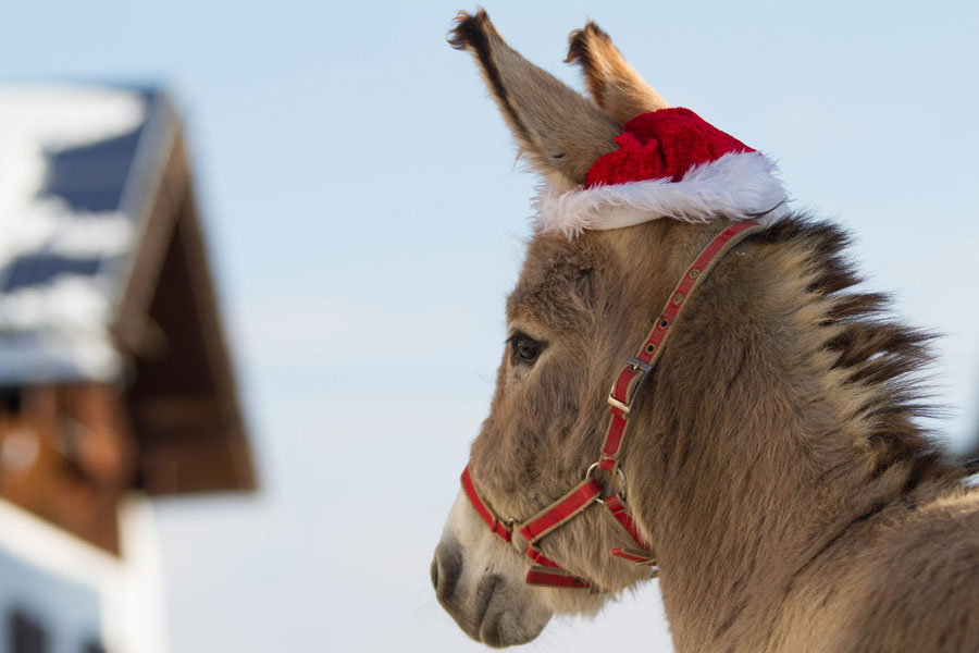 Auch unser Esel feiern Weihnachten
